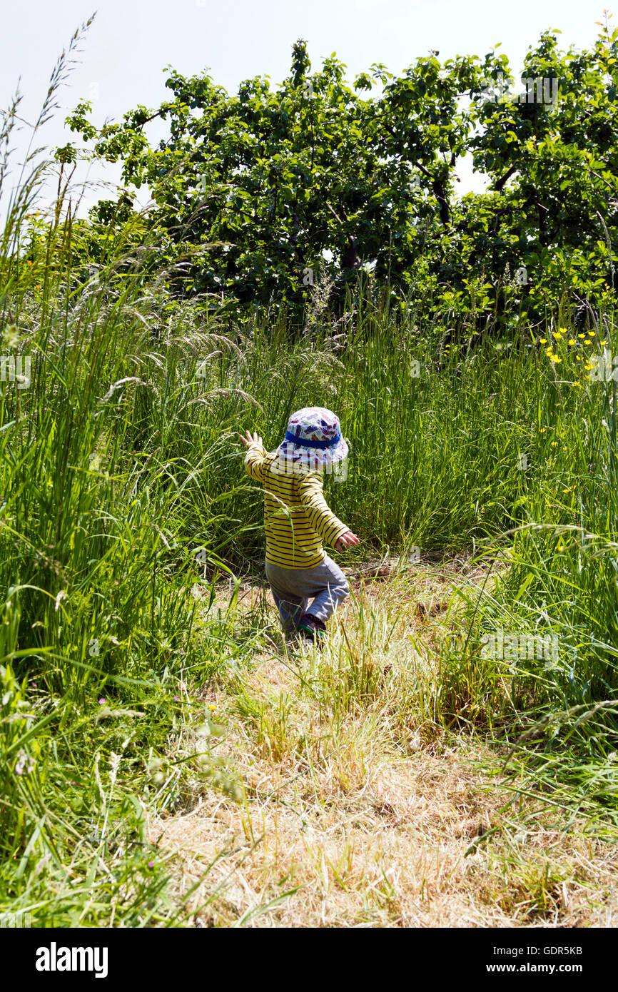 Toddler walking through long grass Stock Photo Alamy