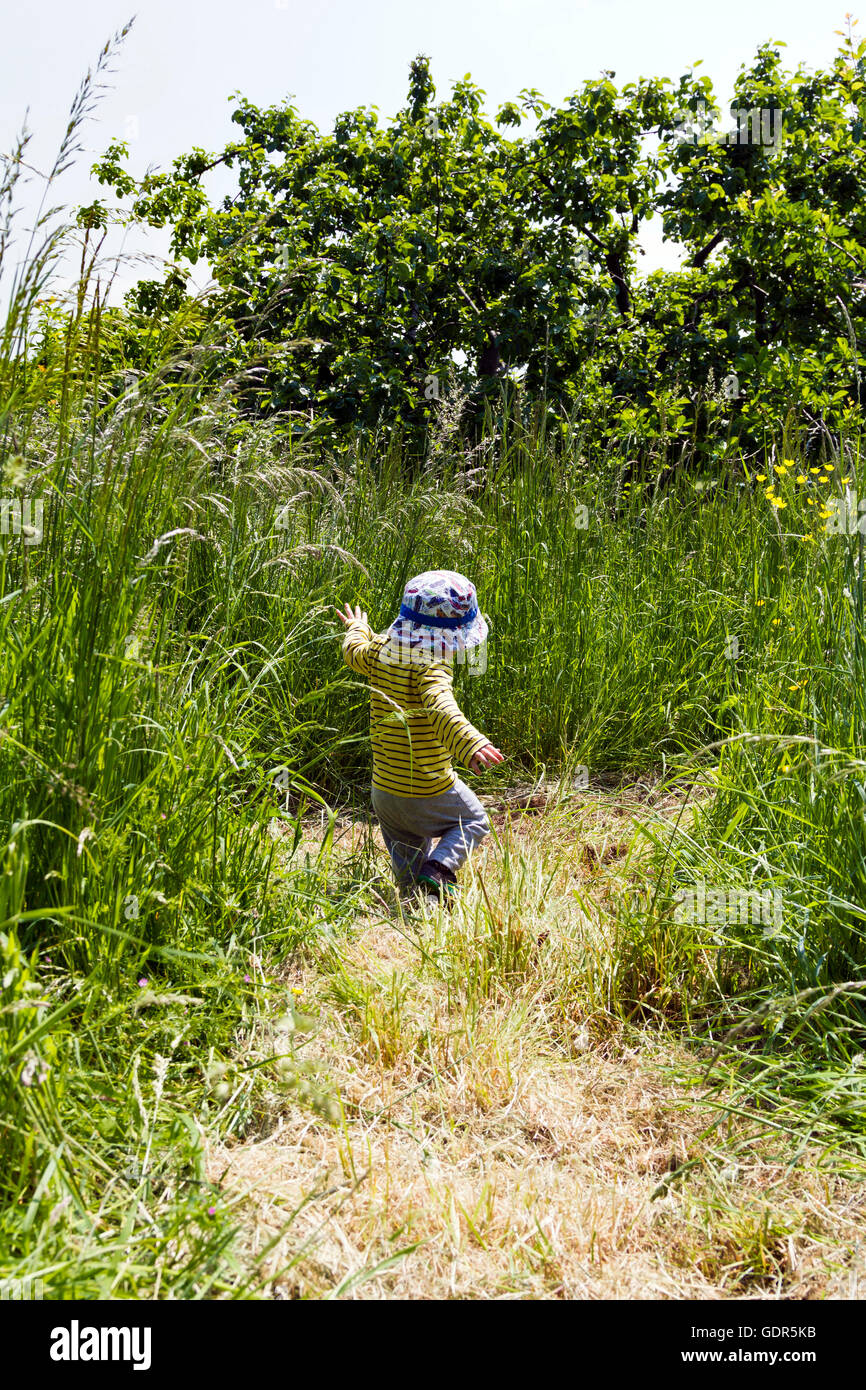 Toddler walking through long grass Stock Photo