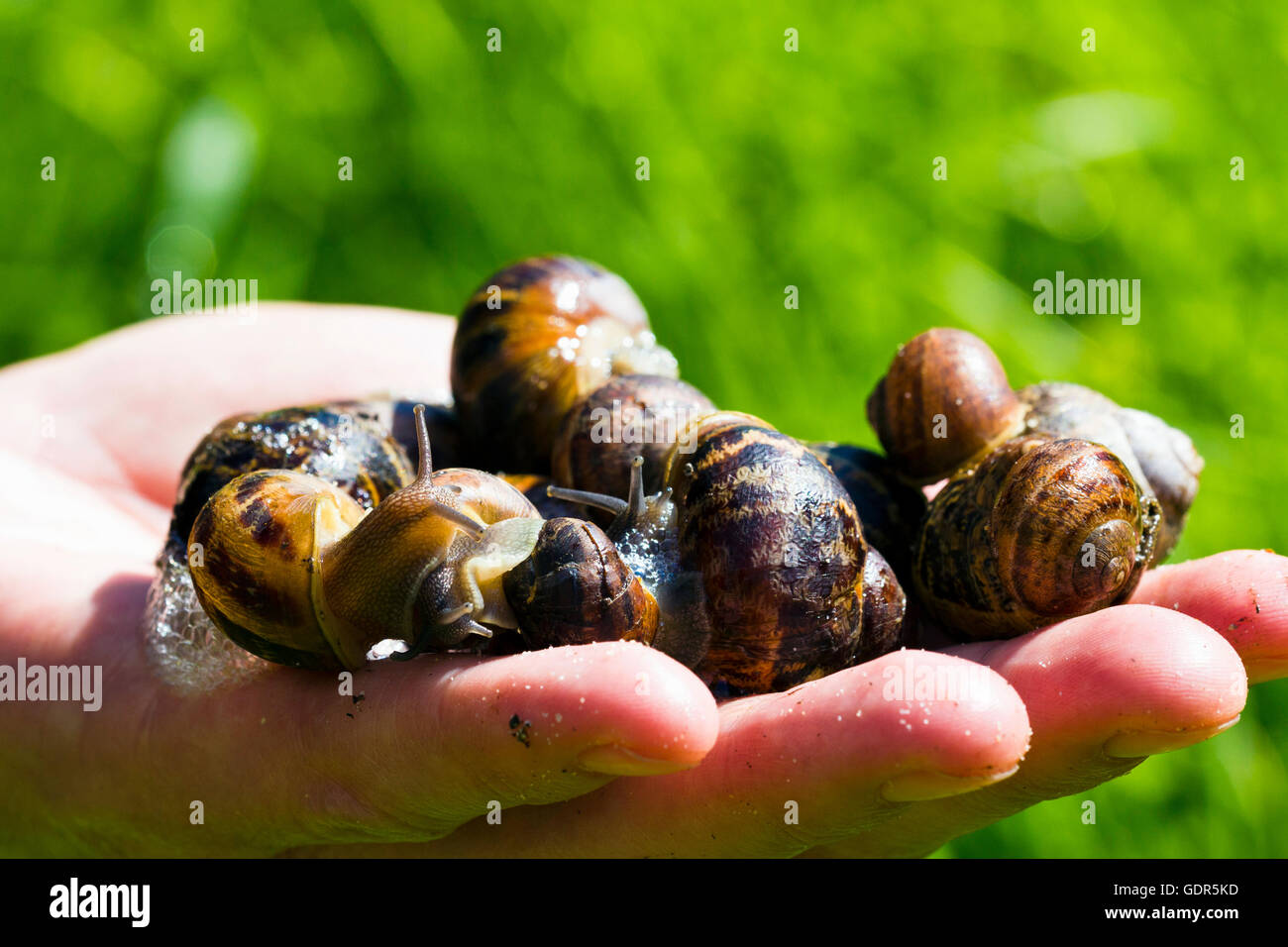 Giant African Land Snail For Sale Bristol edu.svet.gob.gt
