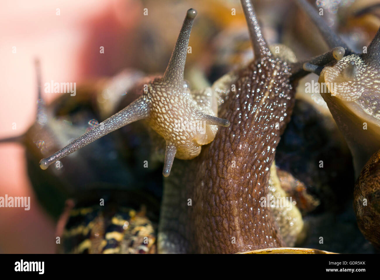 Group of garden snails (Cornu aspersum), Bristol, UK Stock Photo Alamy