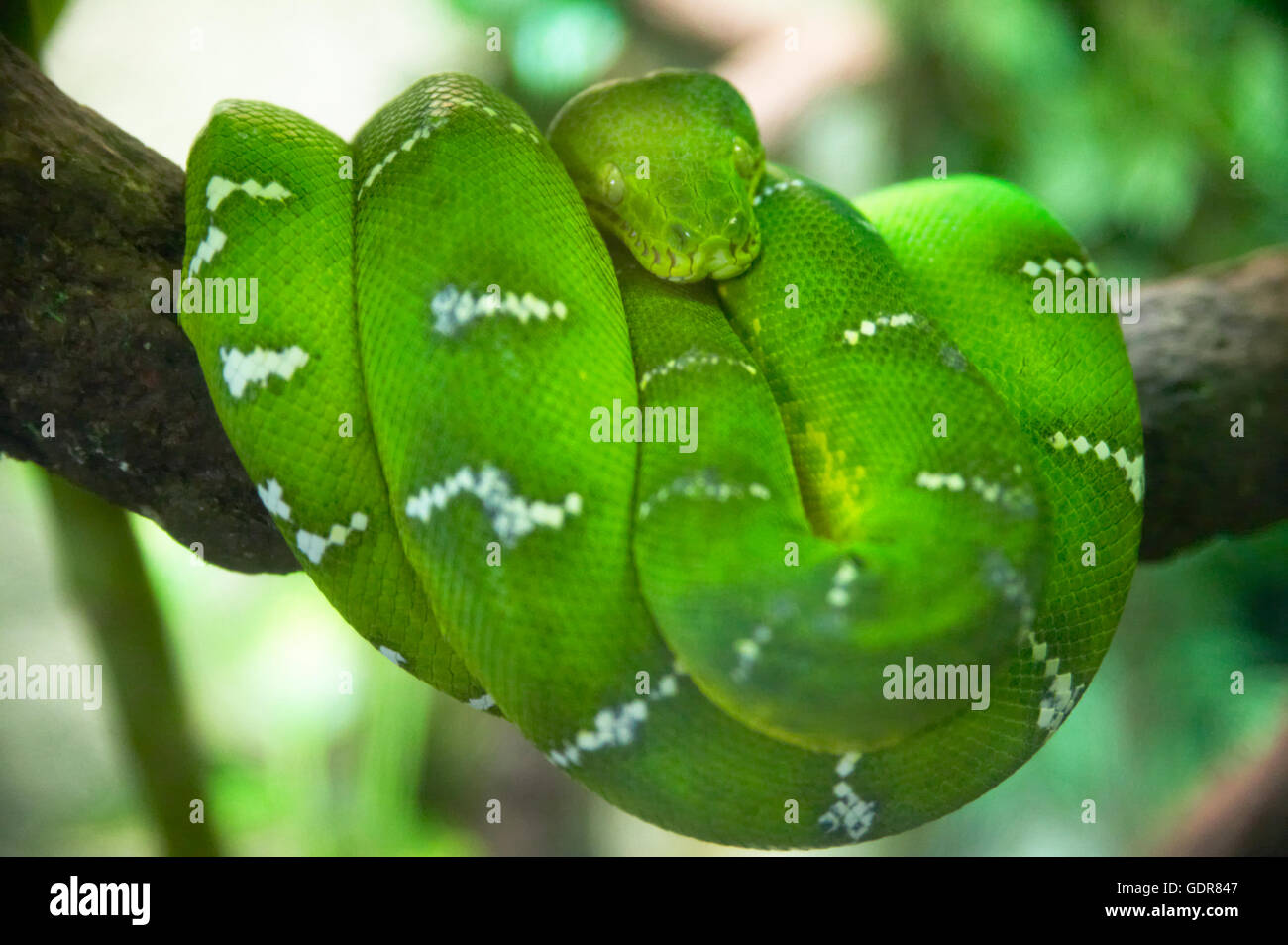 Green wrapped snake in the tree. Horizontal Stock Photo