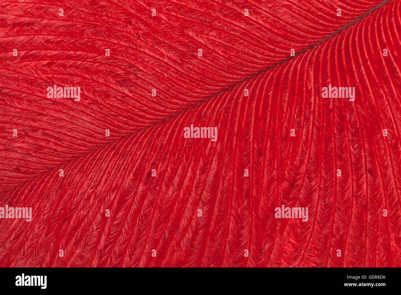 Texture of bright red ostrich feather closeup. Macro Stock Photo - Alamy