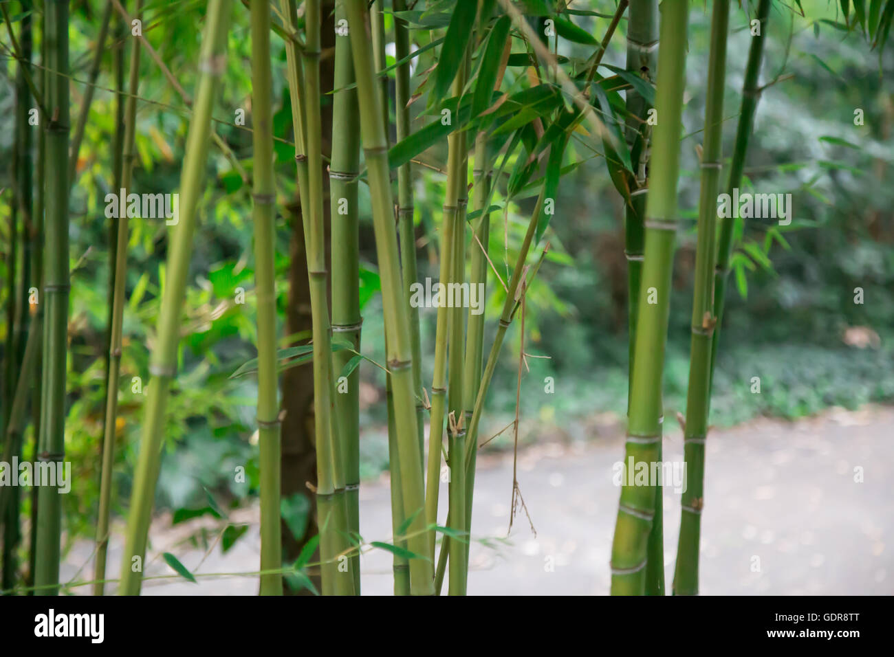 Green bamboo canes Stock Photo - Alamy