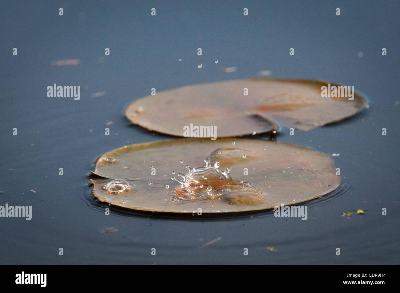 Water drop falling on to a water lily Stock Photo - Alamy
