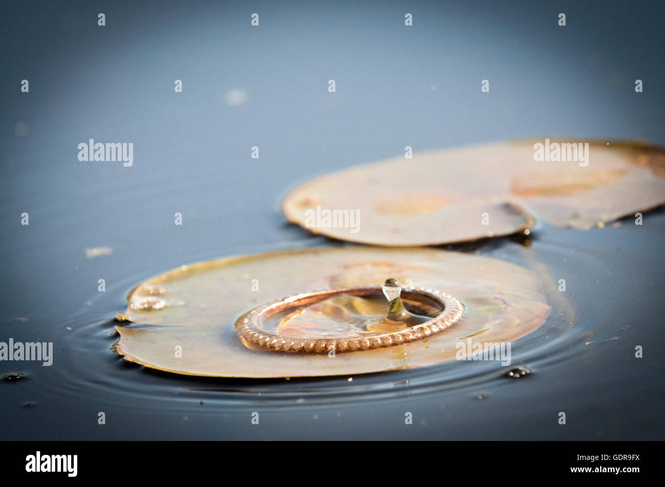 Water drop falling on to a water lily Stock Photo - Alamy
