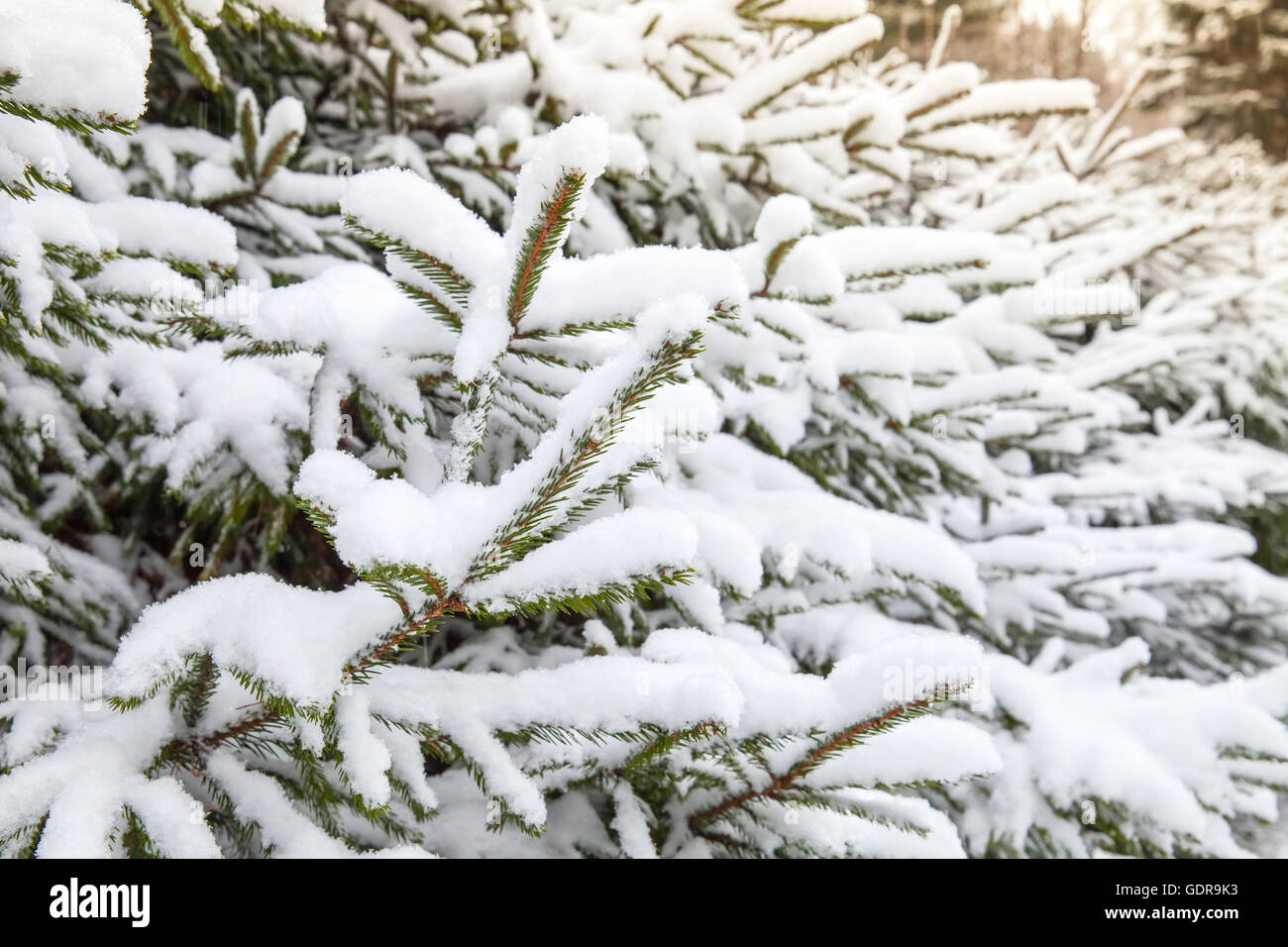 Spruce branches covered with snow, closeup photo with selective focus Stock Photo