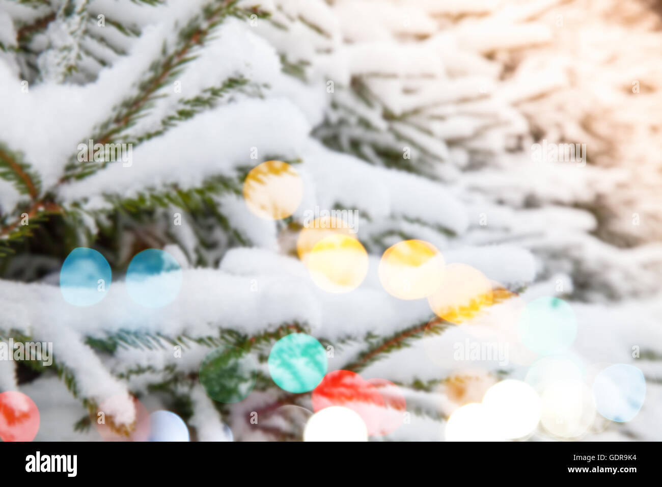 Spruce branches covered with snow, blurred refocused photo with bokeh of colorful lights Stock Photo