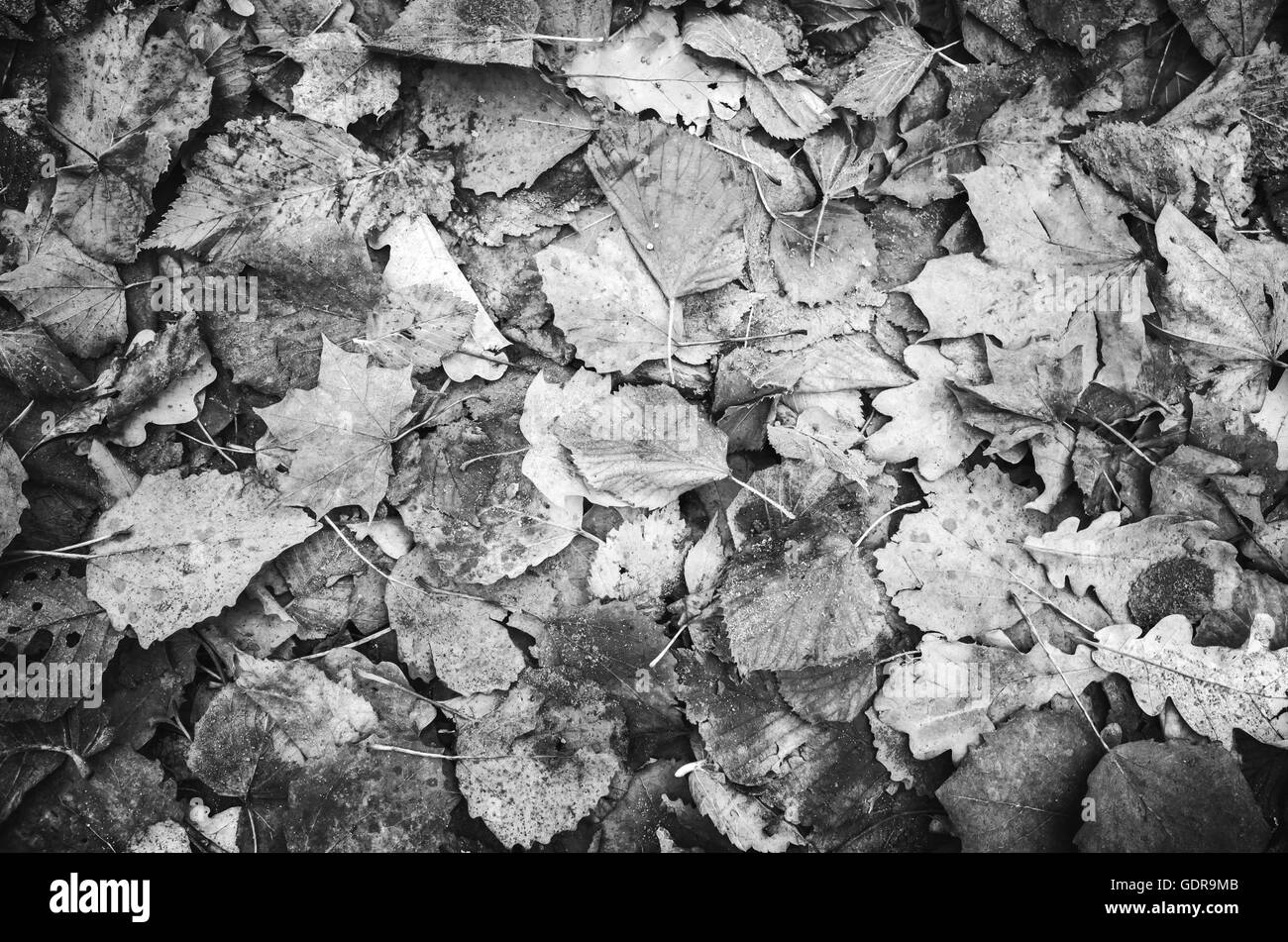 Autumnal leaves lay on the ground, black and white background photo texture Stock Photo