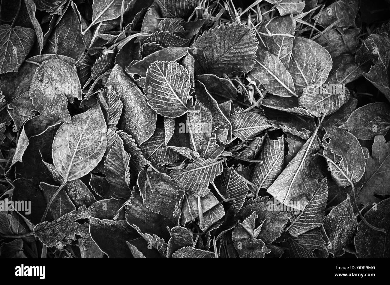 Fallen autumnal leaves lay on the ground, black and white background photo texture Stock Photo
