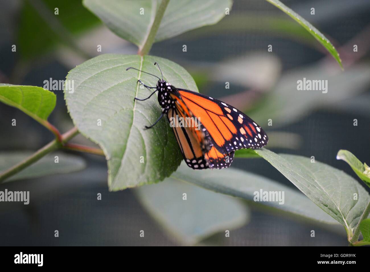 Monarch butterfly on a leaf Stock Photo - Alamy