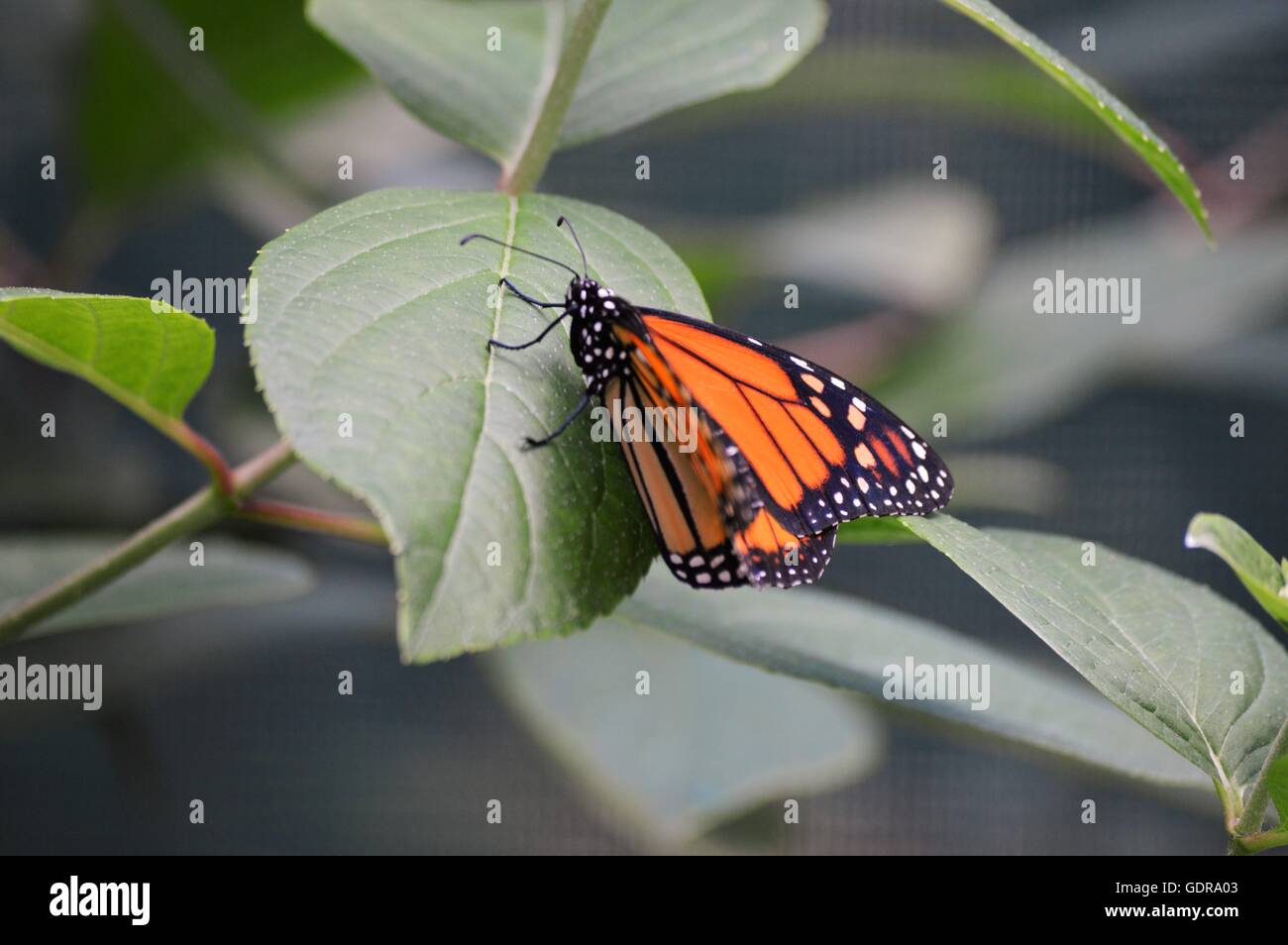 Monarch butterfly on a leaf Stock Photo - Alamy