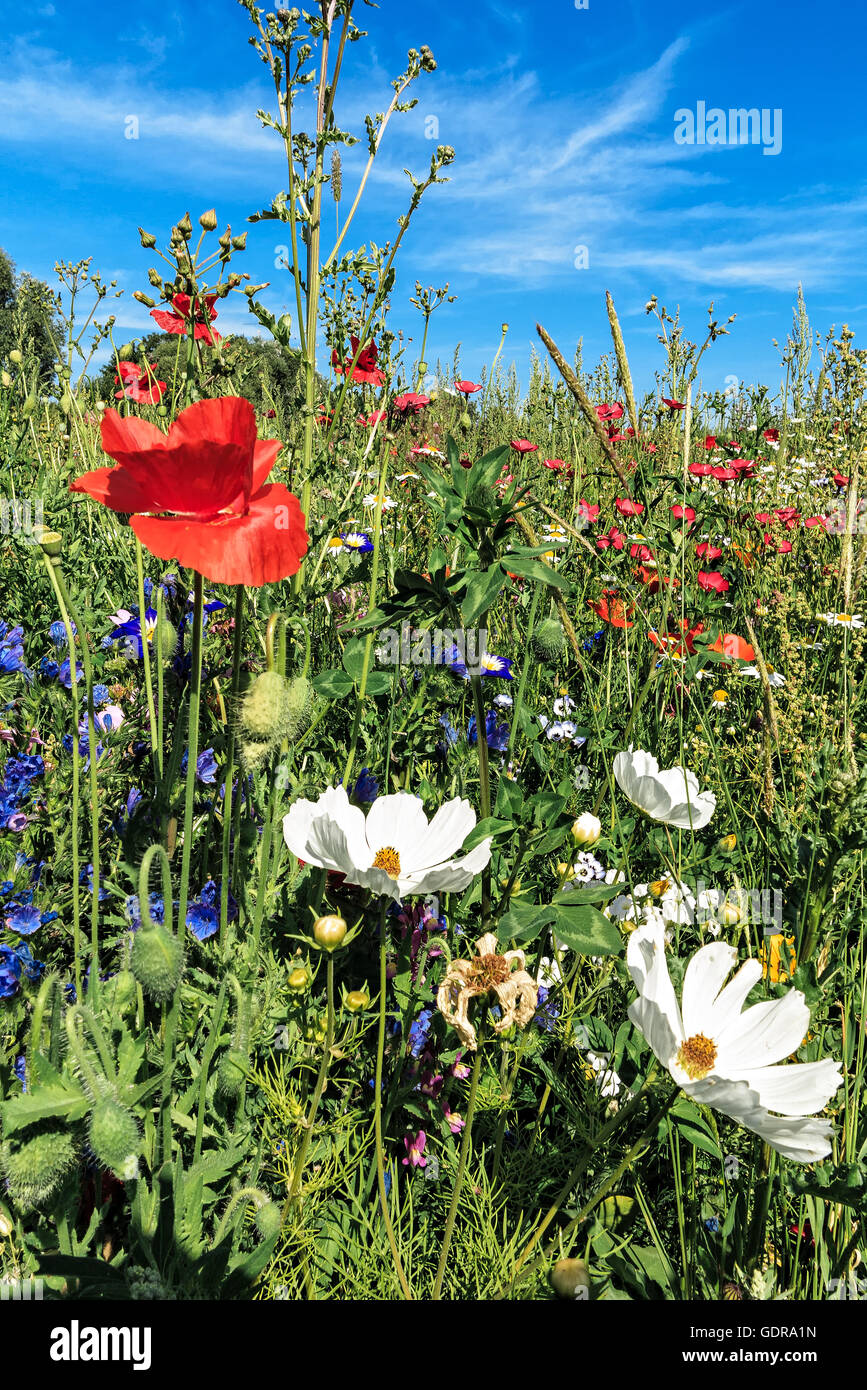 Summer meadow with wild flowers Stock Photo - Alamy
