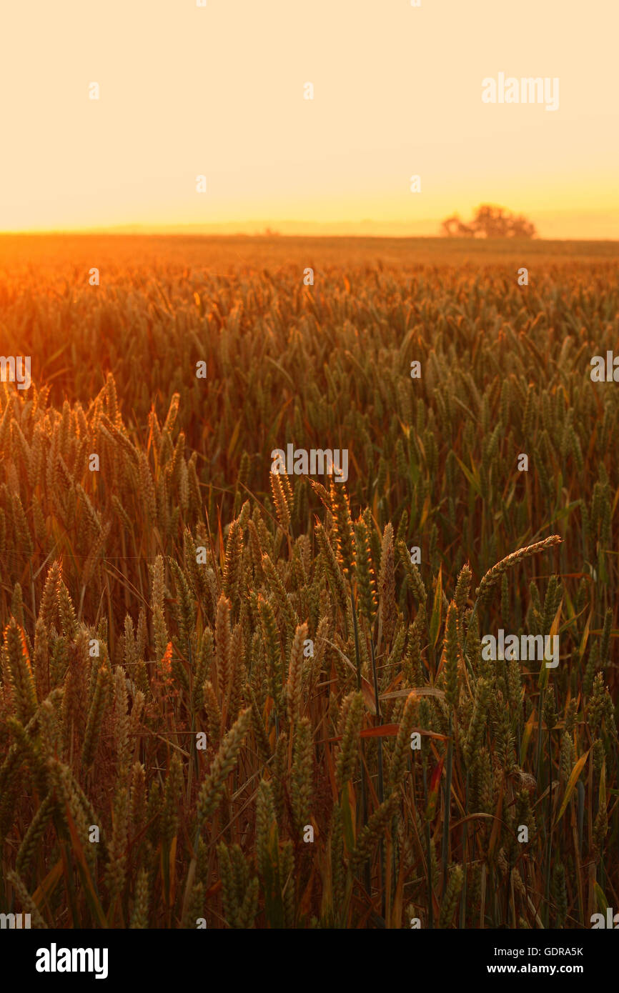 Wheat field sunrise Stock Photo - Alamy