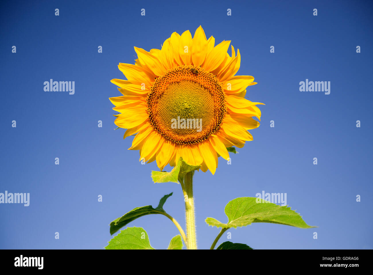 Sunflower growing on a farm field in the sun Stock Photo Alamy