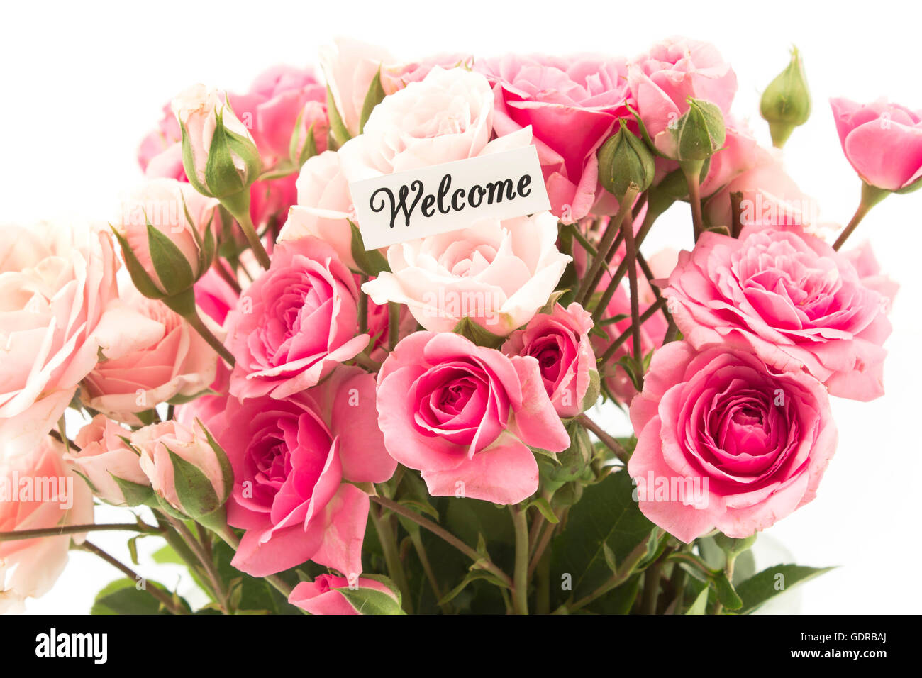 Welcome Card with Bouquet of  Pink Roses. Stock Photo