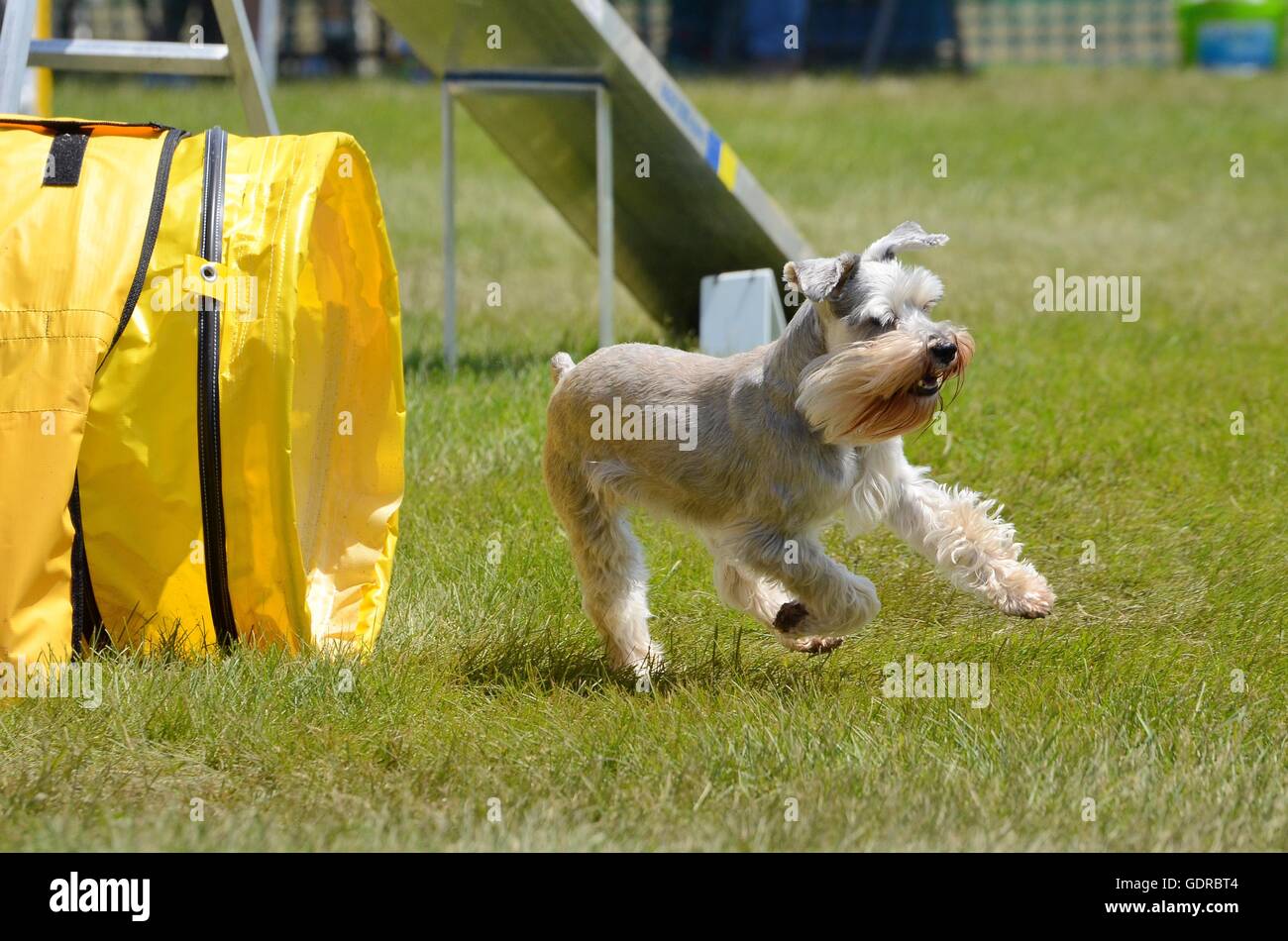 miniature schnauzer agility