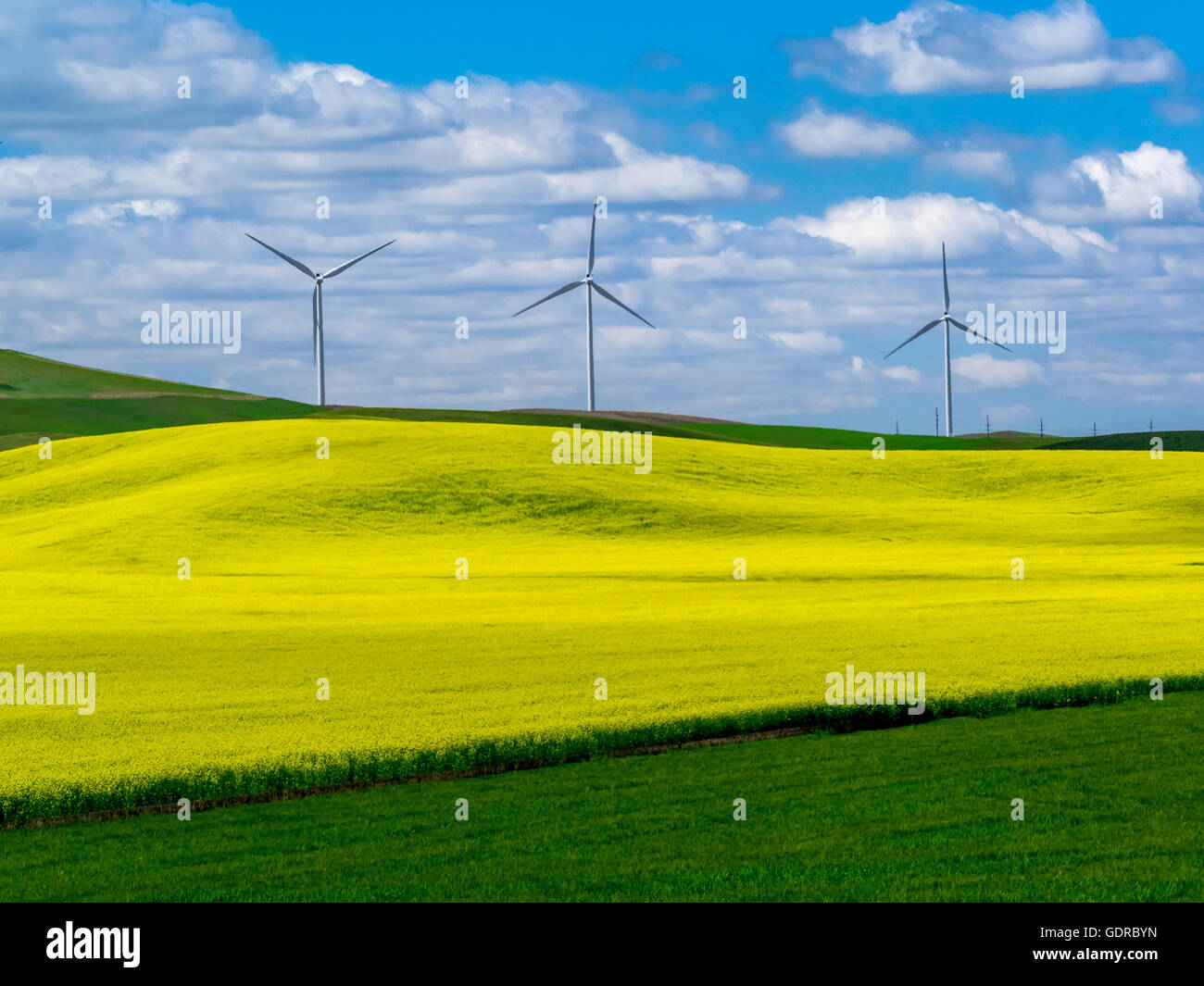 Three windmills towering over wheat and canola fields in the Palouse Region. Stock Photo