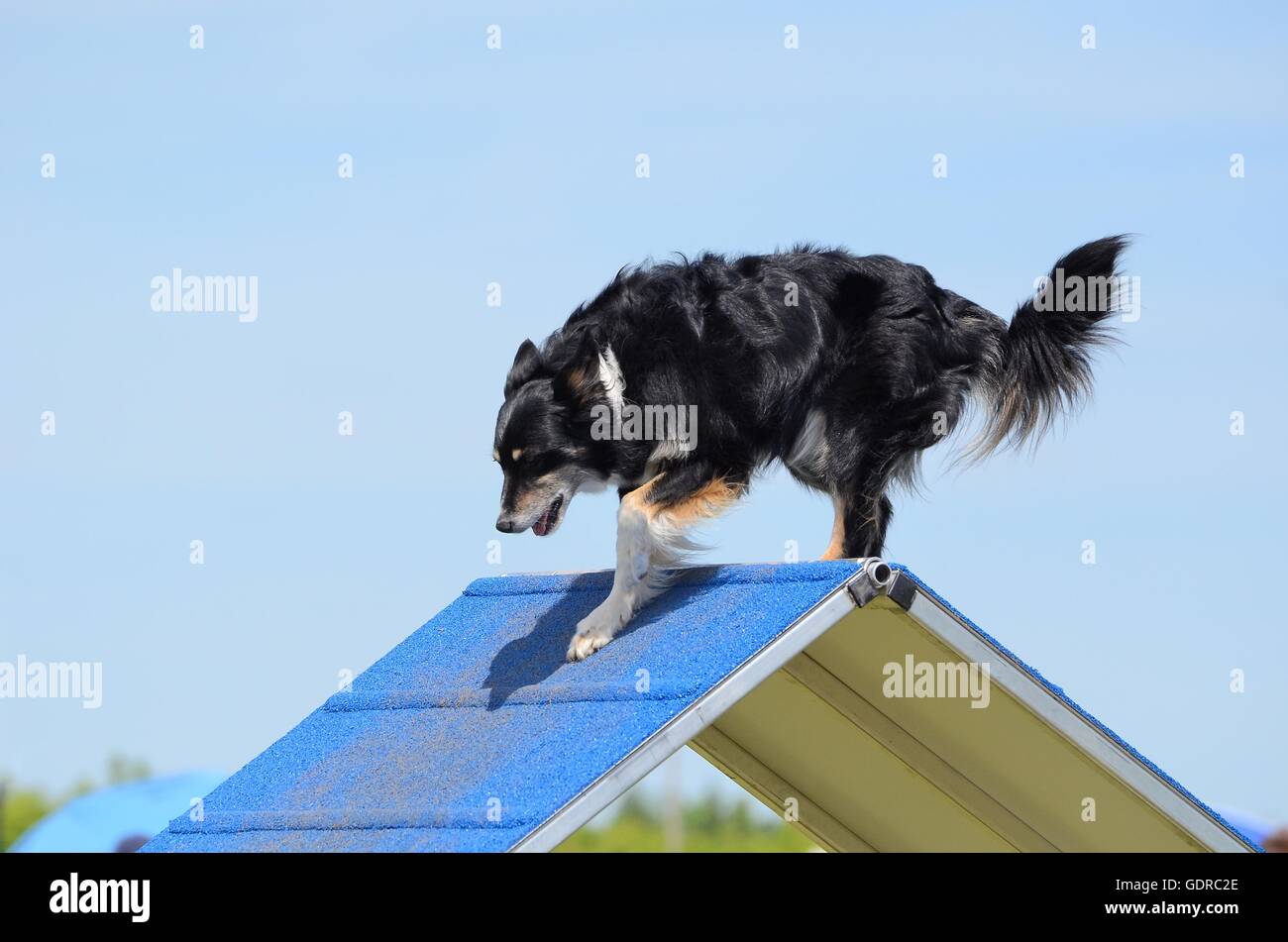 Mixed-Breed Dog Climbing an A-frame at Dog Agility Trial Stock Photo