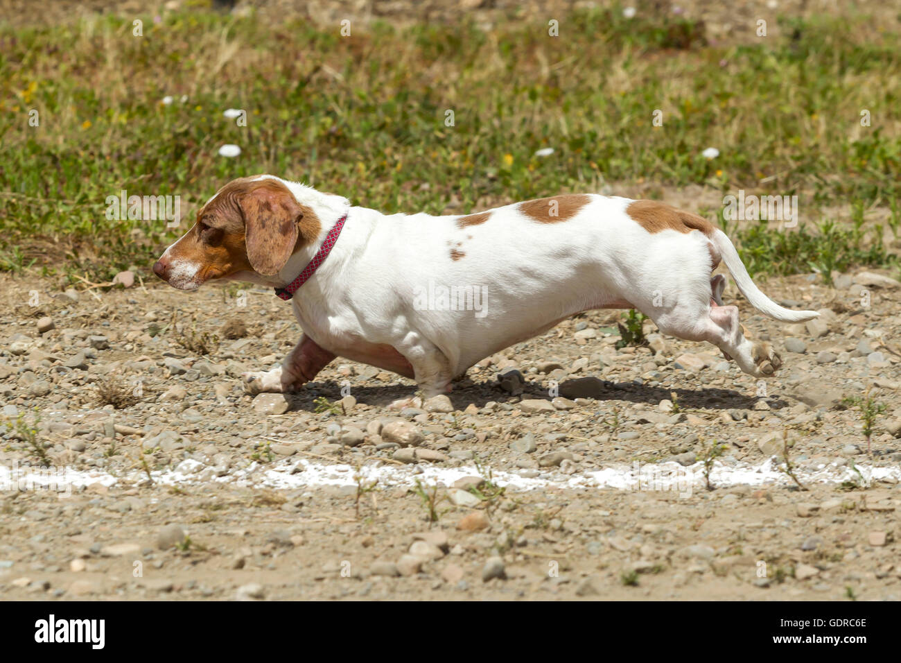 Short Dachsund in wiener dog race. Stock Photo