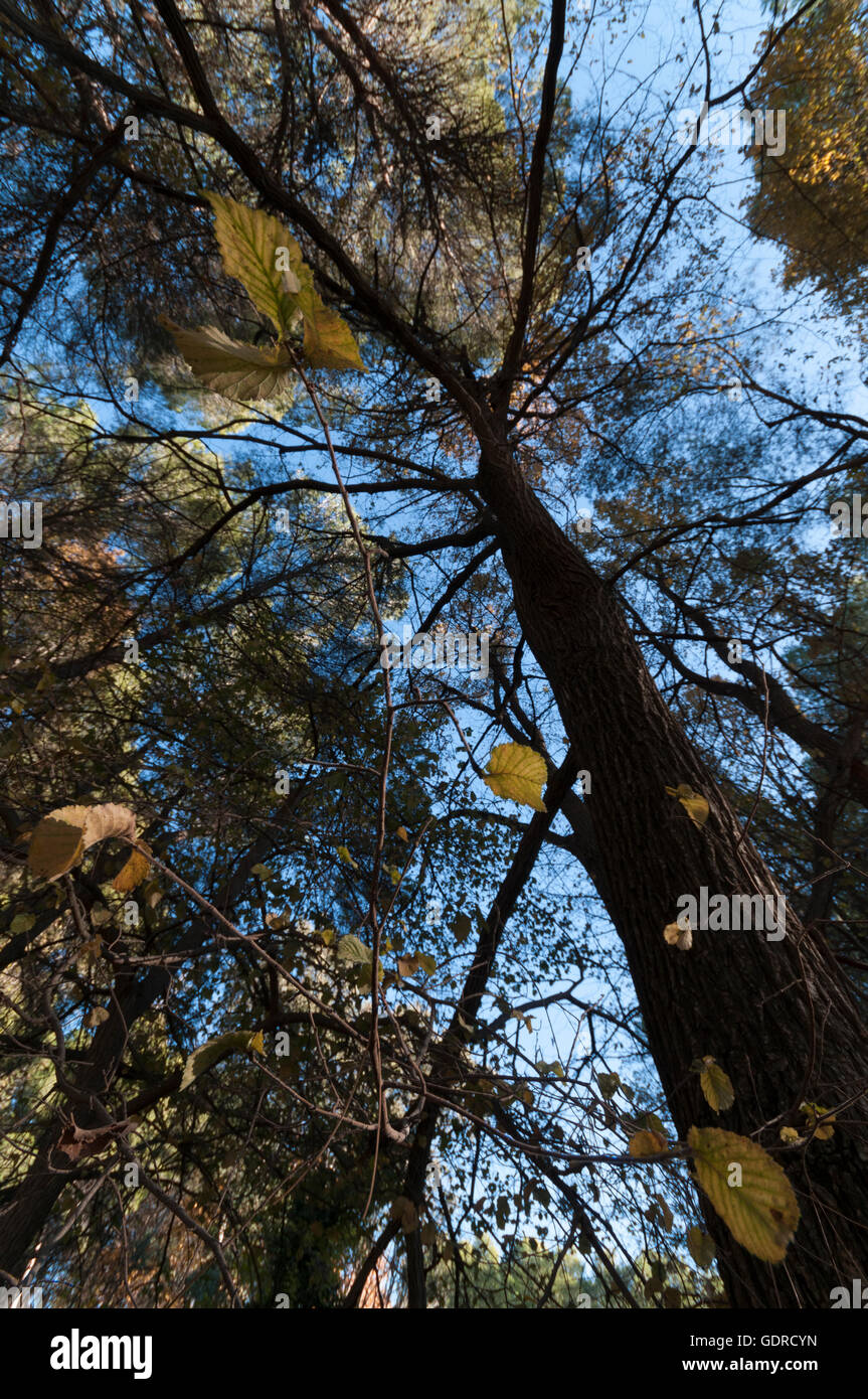 Looking up in a forest Stock Photo