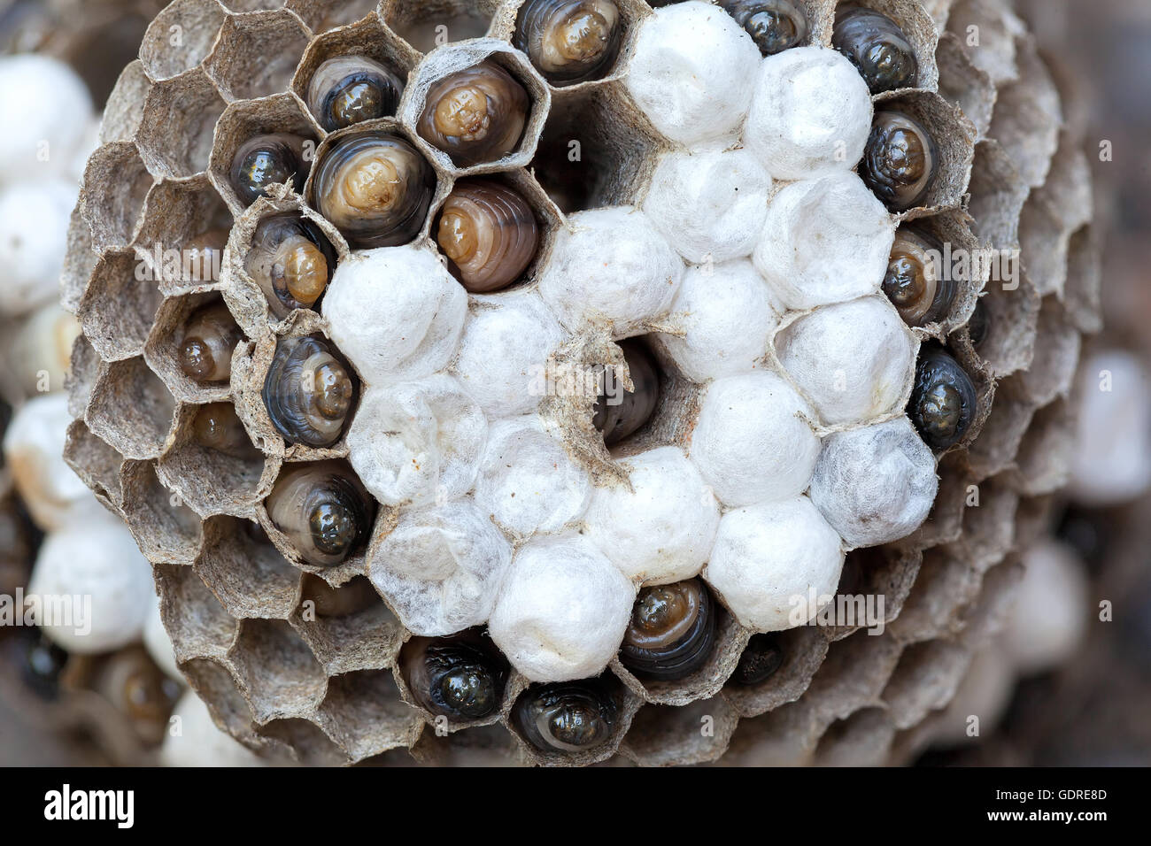Wasp Nest with larvae  and eggs in individual cell of the hive closeup macro Stock Photo