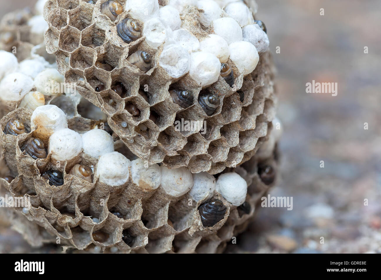 Wasp Nest with larvae and eggs in individual cell of the hive side view closeup macro Stock Photo