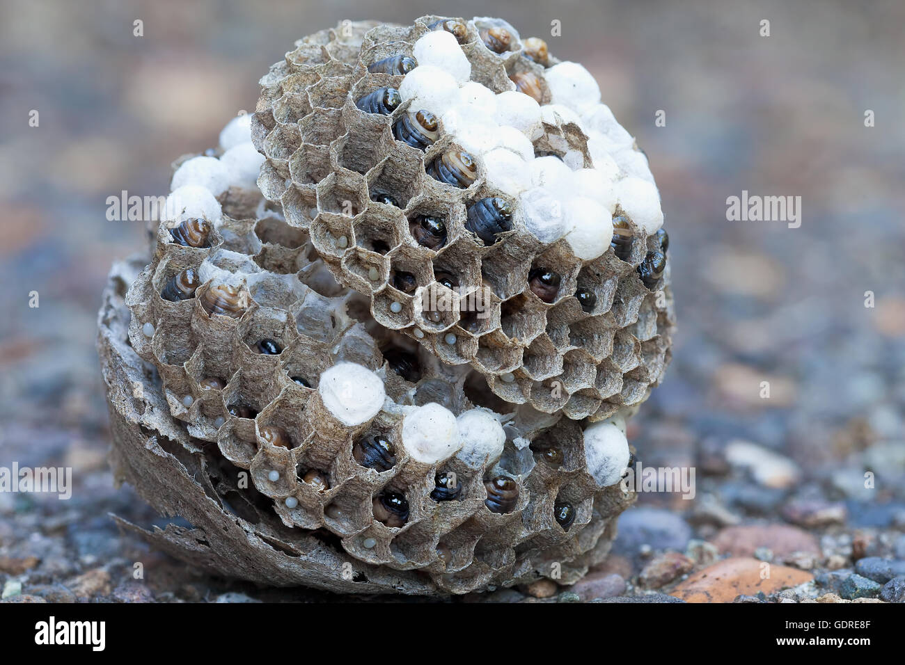 Wasp Nest on the ground with larvae and eggs in individual cell of the hive side view closeup macro Stock Photo