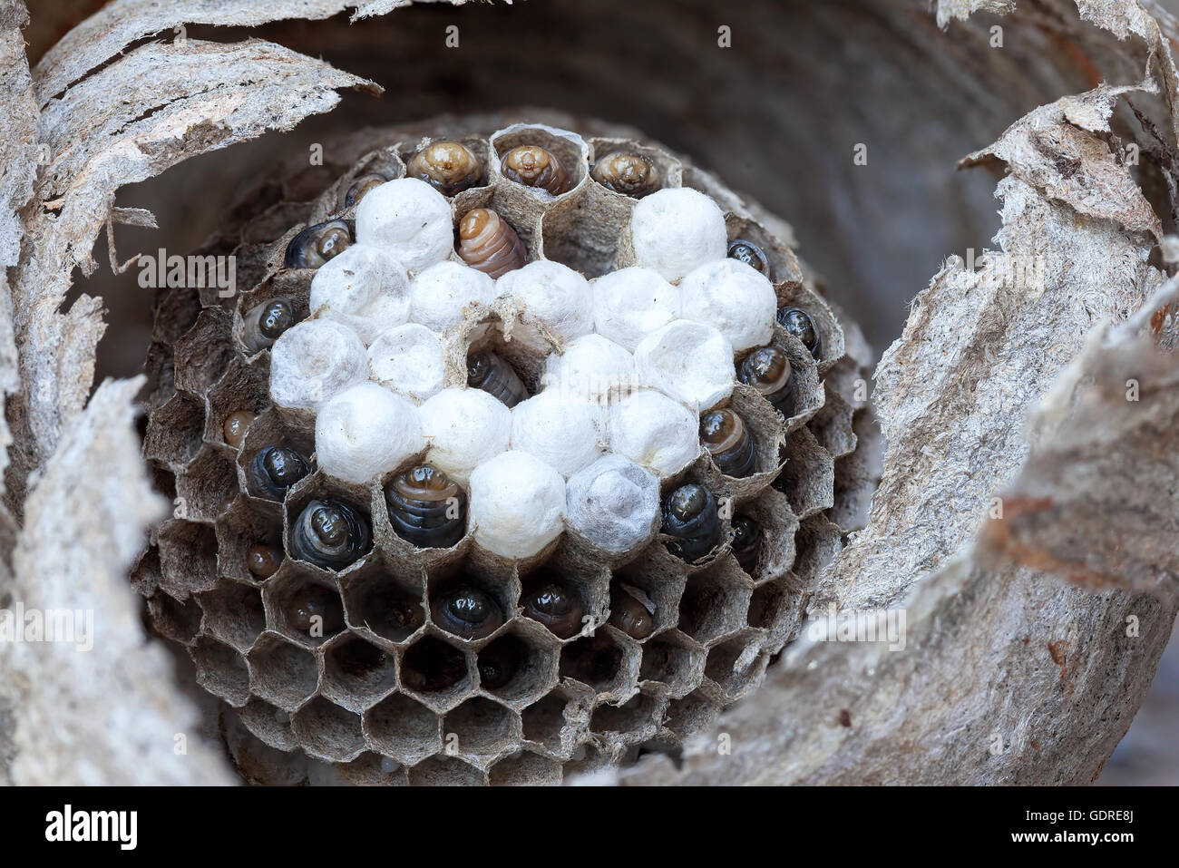 Inside of a yellow jacket wasp nest with larvae and eggs in cells of hive closeup macro Stock Photo