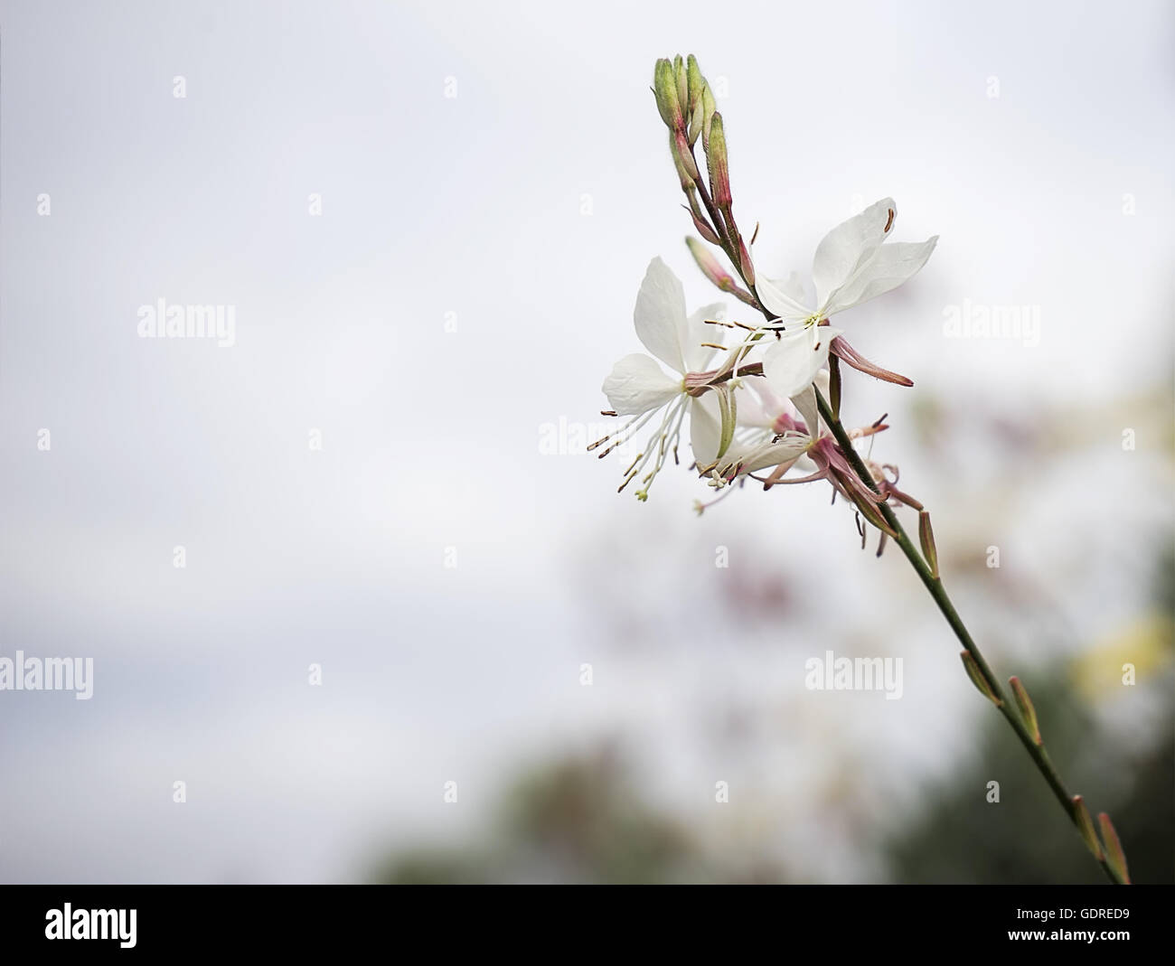 Gaura flower or butterfly bush with neutral copy-space background suitable for mourning condolence and sympathy greeting card Stock Photo