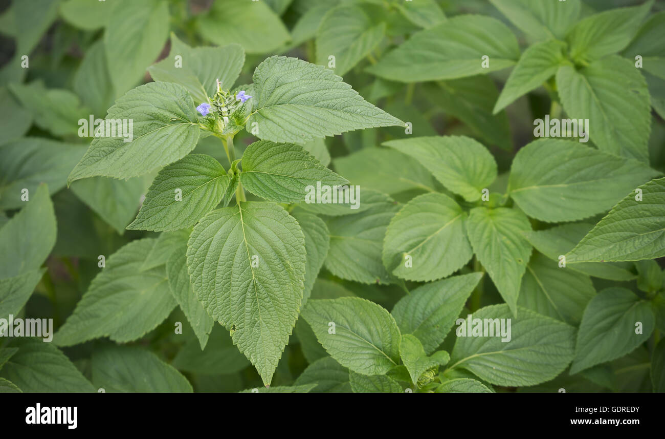 Spring Foliage of Chia, healthy organic herb Salvia, with new purple flower blossoms Stock Photo