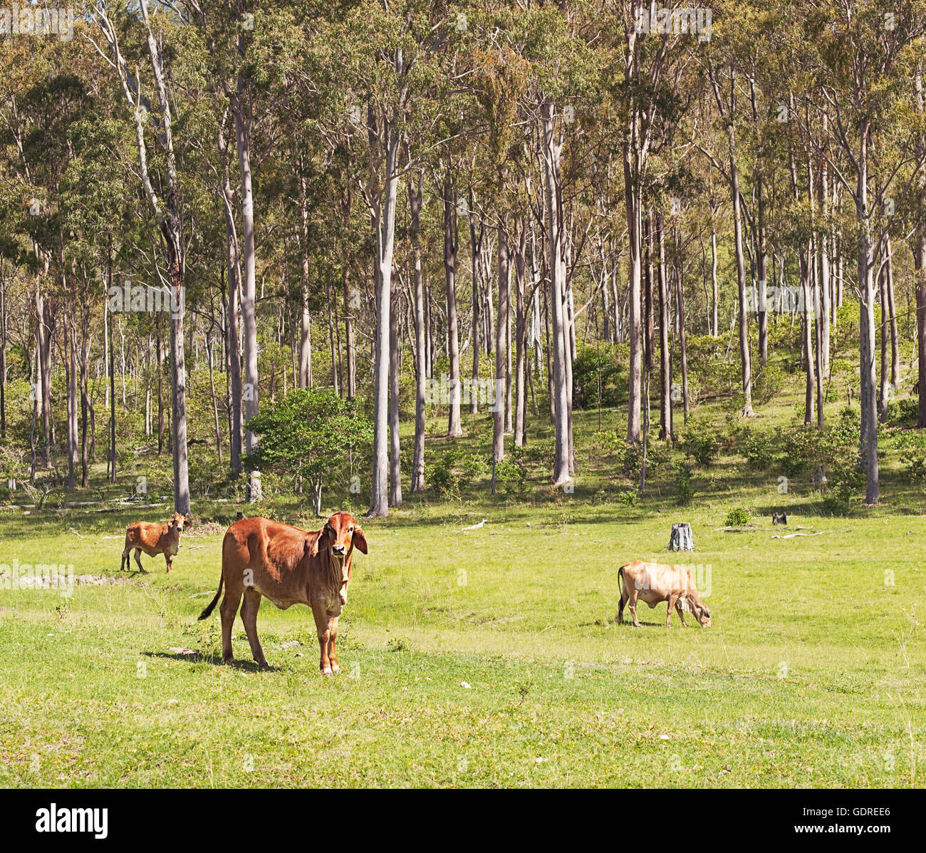 Australian cattle scene in eucalyptus forest environment Stock Photo ...