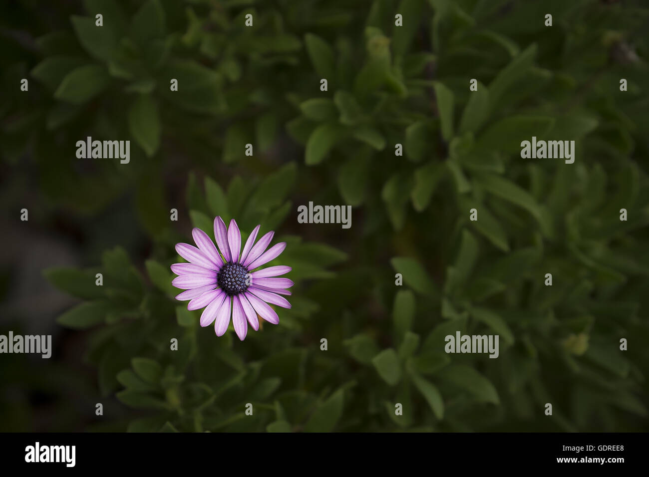 Purple flower of African daisy Osteospermum Stock Photo