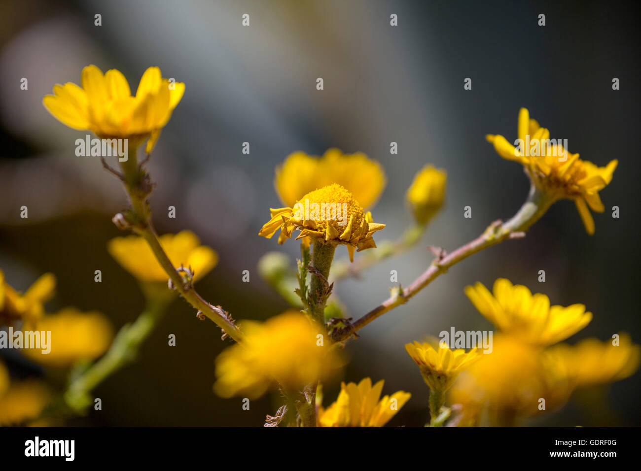 Yellow flowers, Cabo da Roca, the westernmost point of the continent of ...