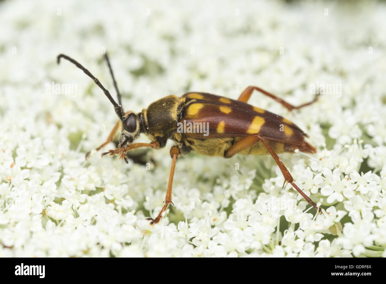 A Banded Longhorn Beetle (Typocerus velutinus) feeds on pollen on a Queen Anne's Lace plant. Stock Photo