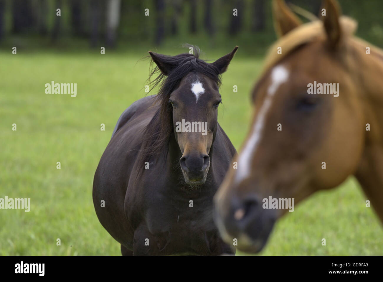 Chestnut mare Stock Photo - Alamy