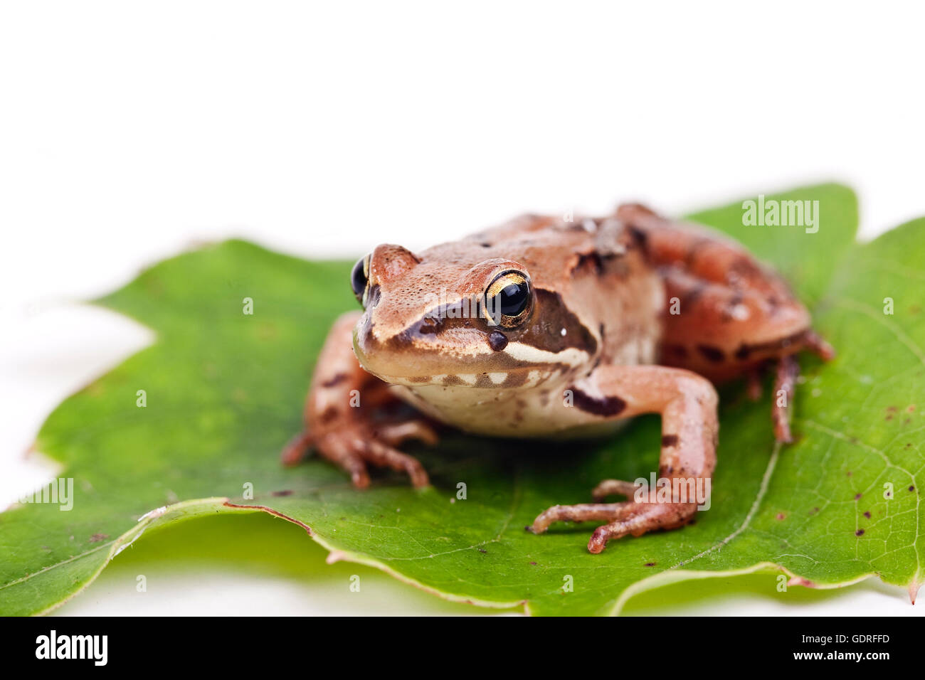 European Common Brown Frog (Rana temporaria Stock Photo Alamy