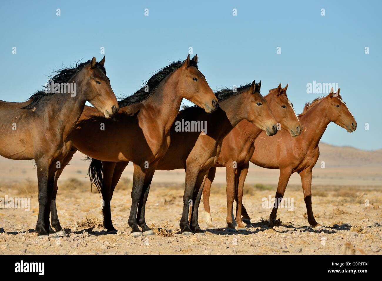 Desert Horses, Namib wild horses or Namib's (Equus ferus) near waterhole Garub, near Aus, Karas Region, Namibia Stock Photo