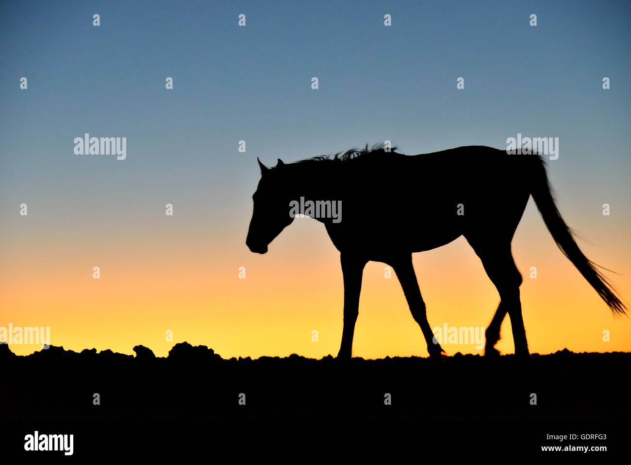 Namib desert horse (Equus ferus) at sunset, backlight, near watering hole at Garub, Aus, Karas Region, Namibia Stock Photo