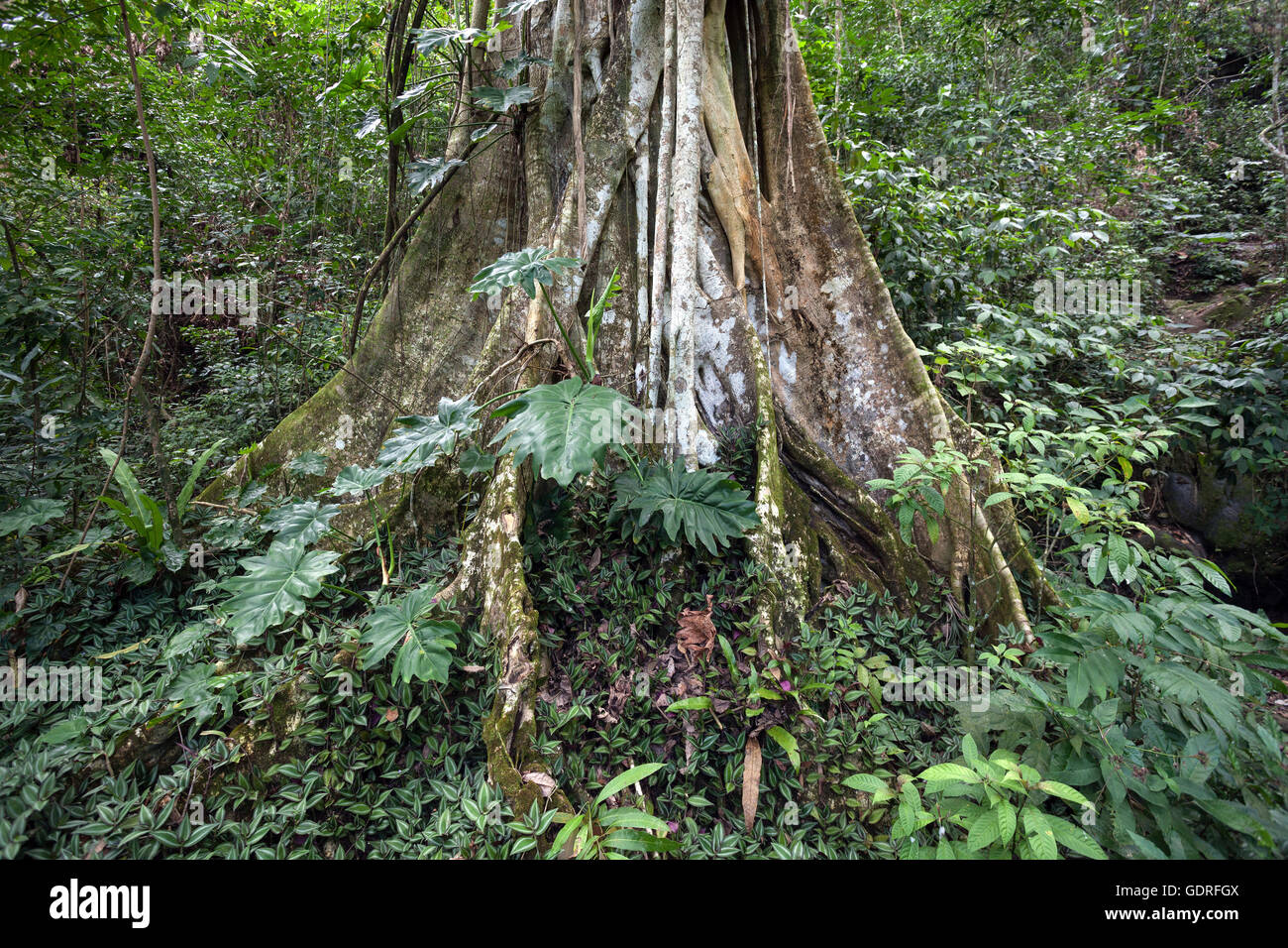 Tree with buttress roots, Sierra Maestra, Santigo de Cuba Province, Cuba Stock Photo