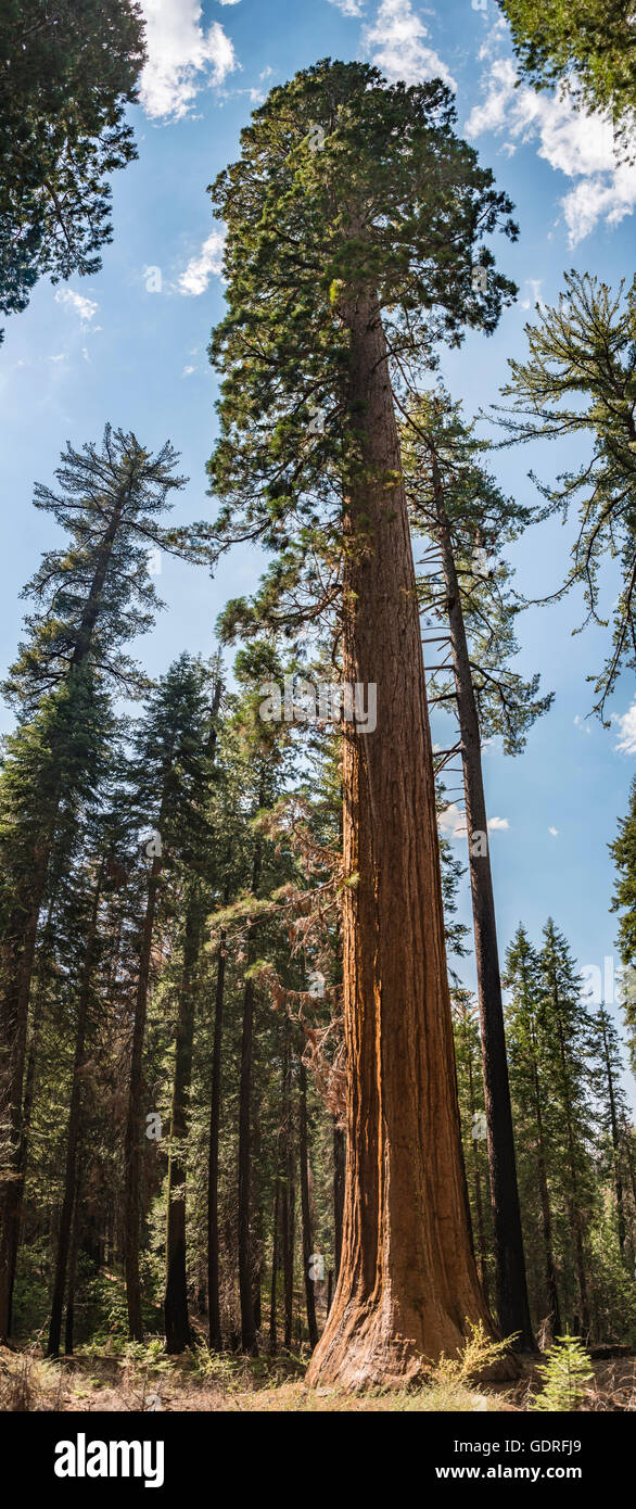 Giant sequoia (Sequoiadendron giganteum), Tuolumne Grove, Yosemite National Park, California Stock Photo