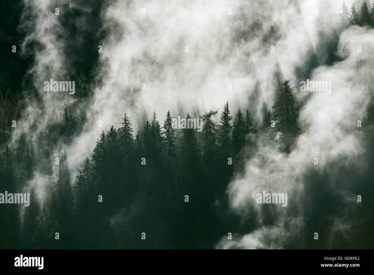 Waft of mist over forest of coniferous trees, coniferous forest, Prägraten am Großvenediger, Virgental, East Tyrol, Austria Stock Photo