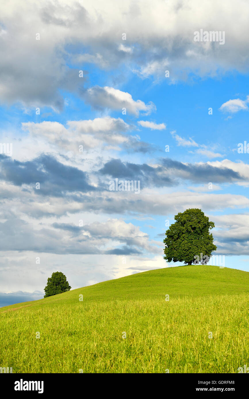 Lime tree (Tilia) on hill, cloudy sky, Hirzel, Canton of Zurich, Switzerland Stock Photo
