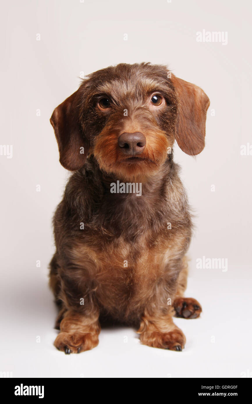 Brown Wirehaired Dachshund sitting, frontal, white background Stock Photo