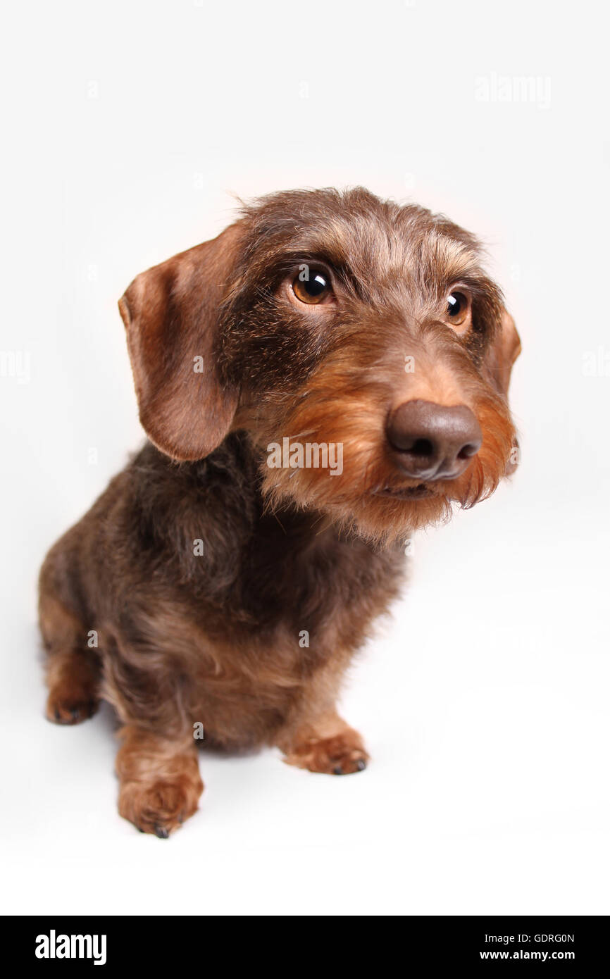 Brown wire haired dachshund hi res stock photography and images Alamy