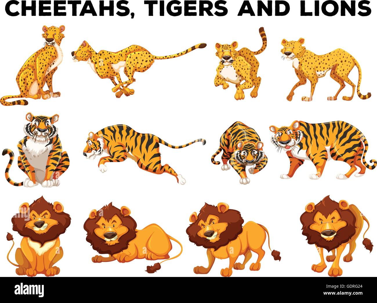 Set of cheetahs and tigers illustration Stock Vector Image & Art - Alamy