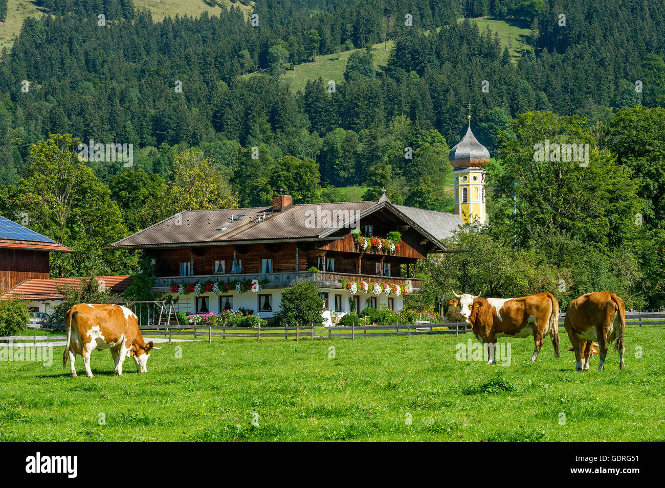 Cows on a pasture, cattle (Bos primigenius taurus), farmhouse and former monastery St. Martin, Martinsmünster, Fischbachau Stock Photo