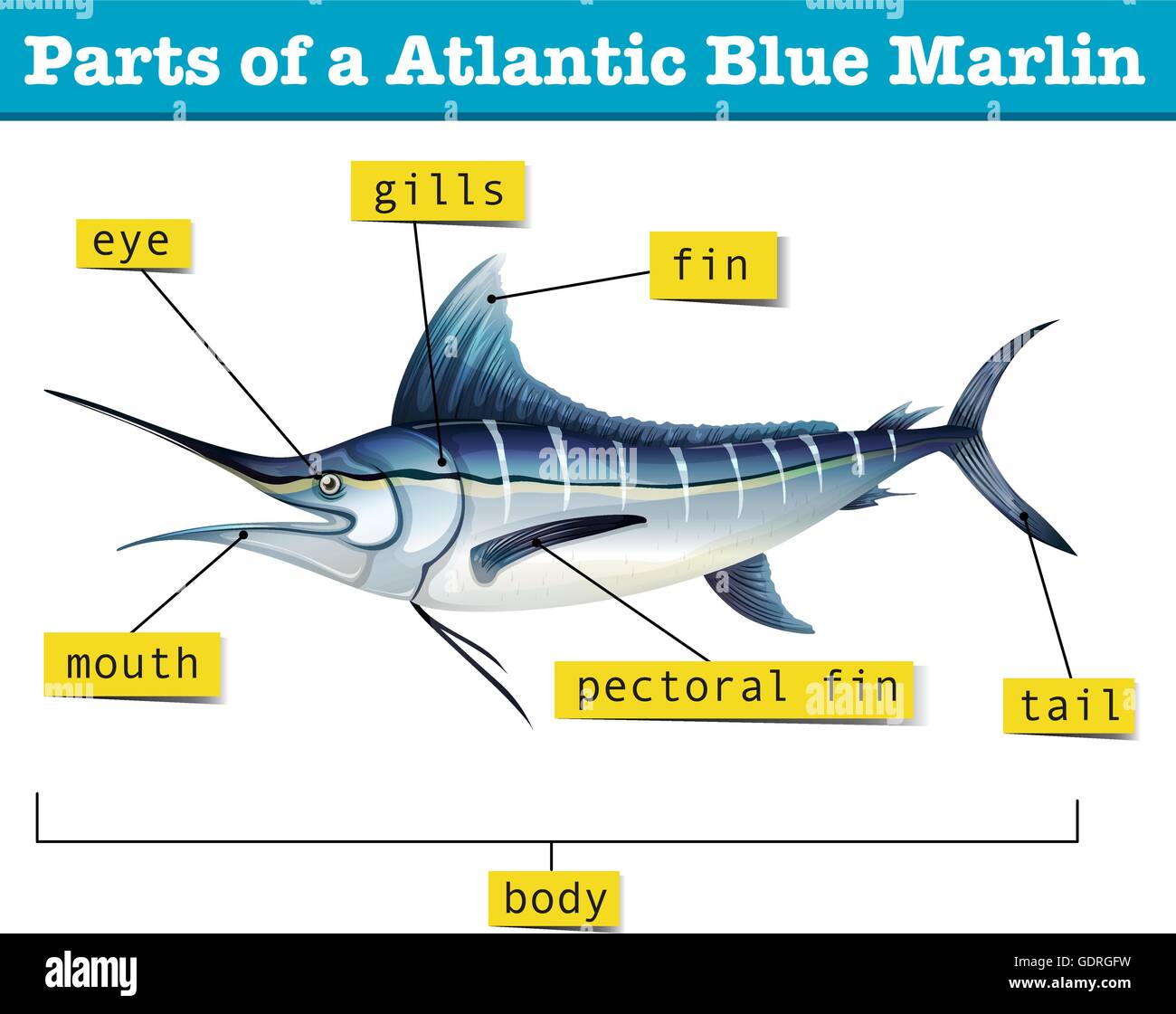 Top 105+ Wallpaper Is A Swordfish The Same As A Marlin Updated