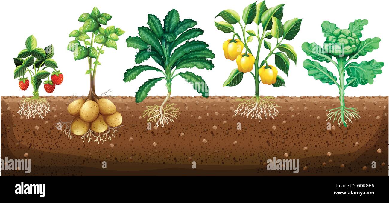 Many kinds of vegetables planting on ground illustration Stock Vector