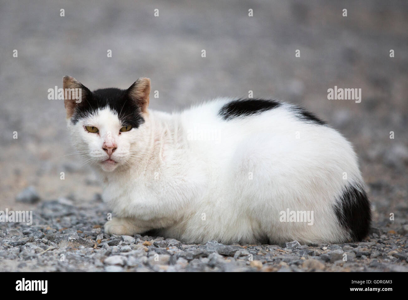 Scruffy stray cat missing ear tip outdoors in parking lot Stock Photo