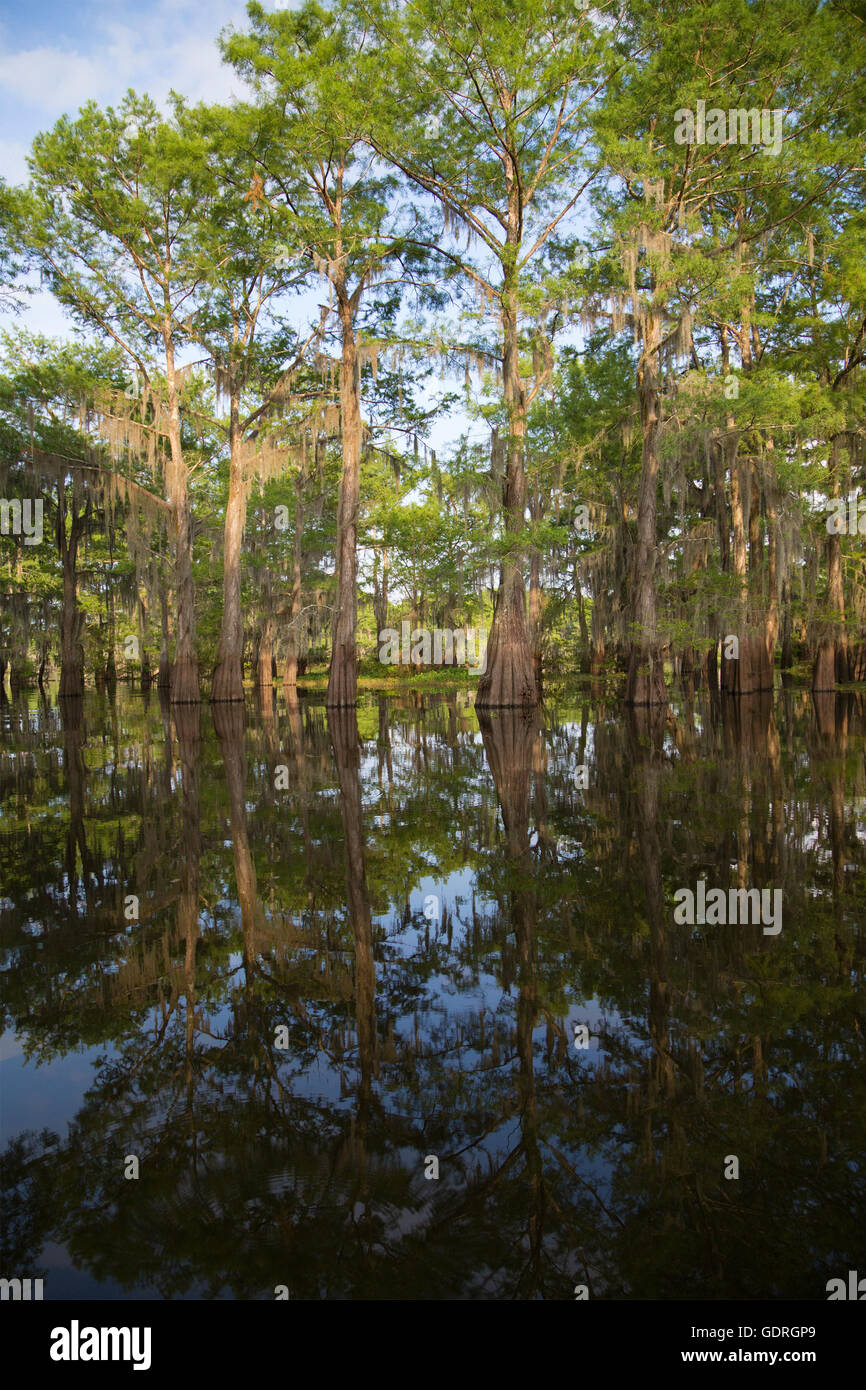 Bald cypress (Taxodium distichum) trees in Atchafalaya Swamp, the largest wetland in the United States Stock Photo